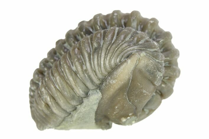 Curled Flexicalymene Trilobite - Indiana #287272